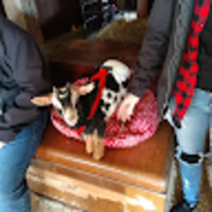 Meet your Posher, Sandy